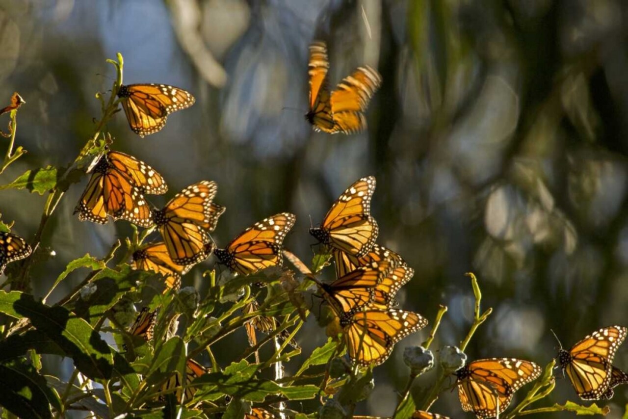 CA, San Luis Obispo Co, Monarch butterflies by Cathy - Gordon Illg - Item # VARPDXUS05BJA0464